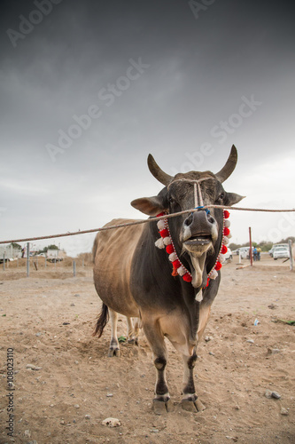 a bull before a fight in Fujeirah photo