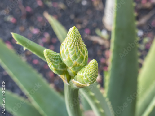 Aloe vera bud befor blossomed. photo