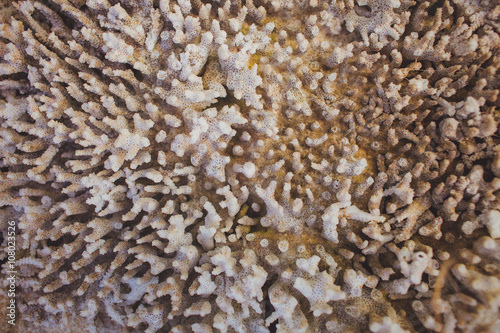 Close up of sea choral  coral  texture