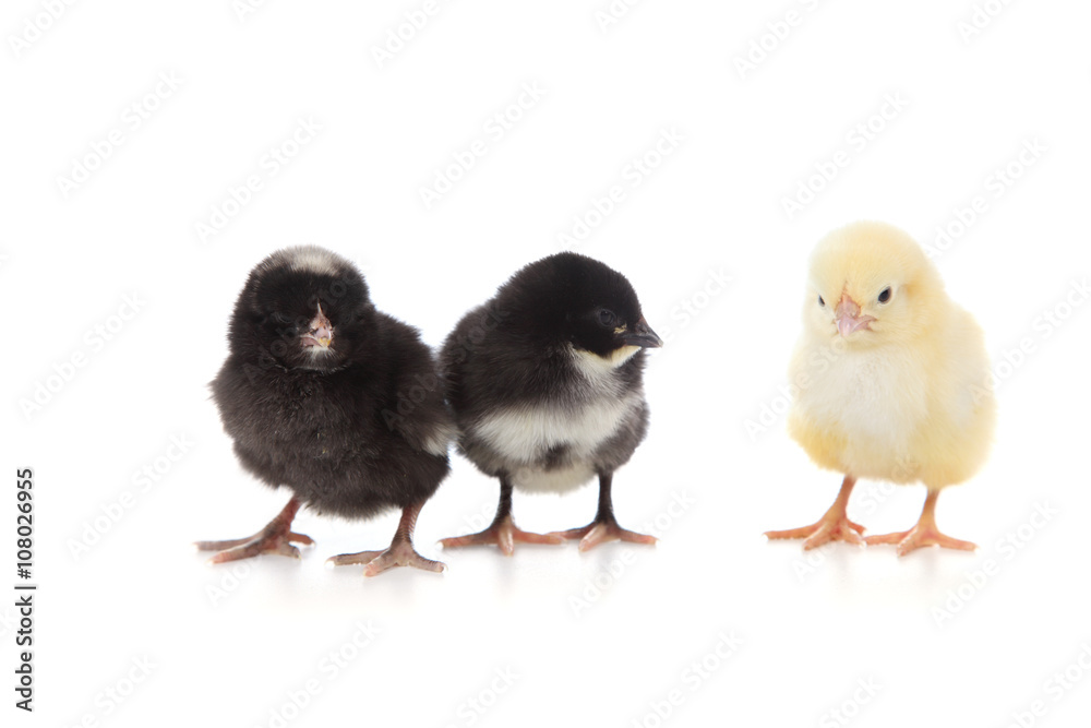 Yellow and black chickens on a white background