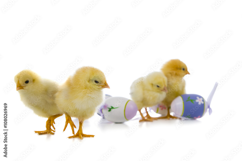 Yellow chickens and easter eggs