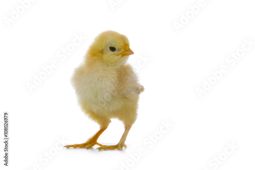 Yellow chicken on a white background