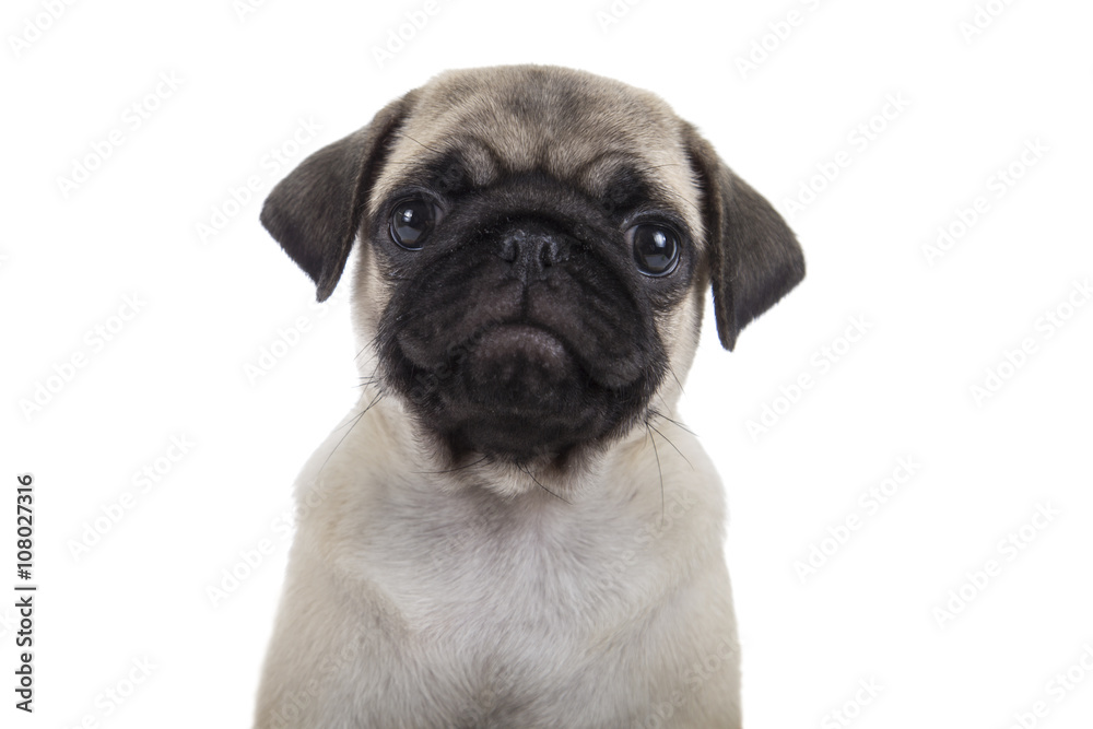 Small puppy on a white background