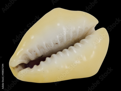 seashell yellow cowrie with small horns macro, isolated on black background photo