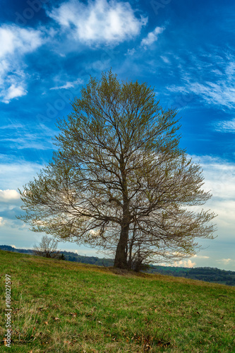 spring view of tree on meadow