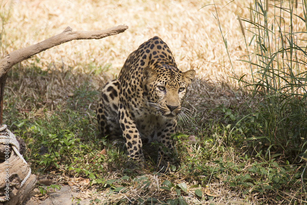 Obraz premium Leopard resting