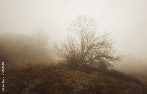 tree in fog landscape