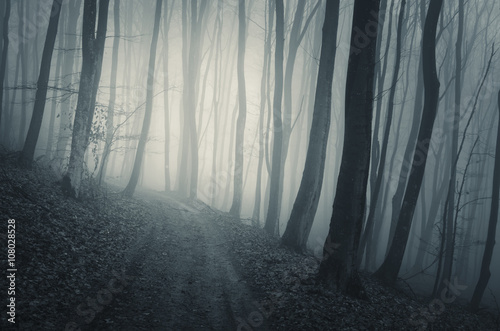 forest path in fog