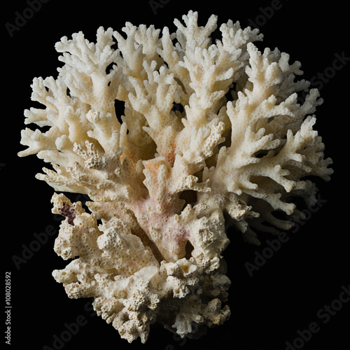 white coral macro on black backround
