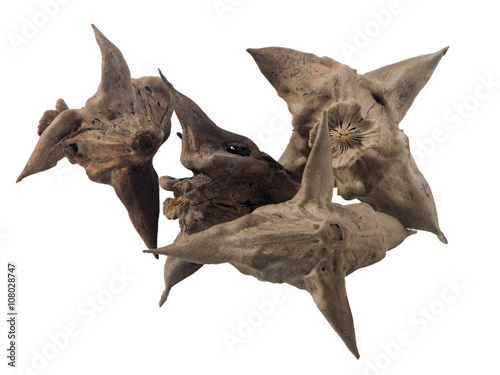 Foto small heap of water caltrops macro, isolated on white