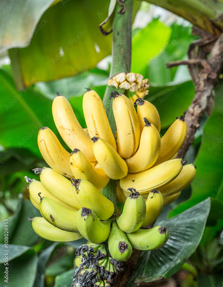 Ripe bunch of bananas on the palm.