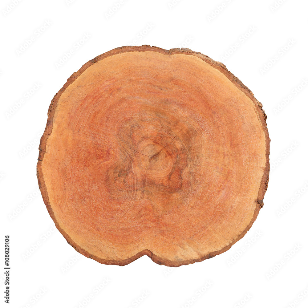 detailed sectional view of the tree (white background) detailed sectional view of the tree (white background)