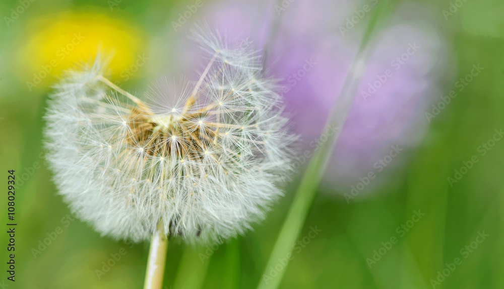 Fototapeta premium Dandelion close up isolated