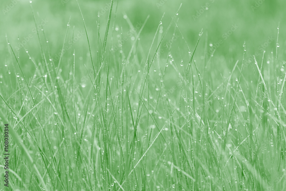 close up of grass with dew drops