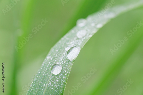 close up of dew drops on blade