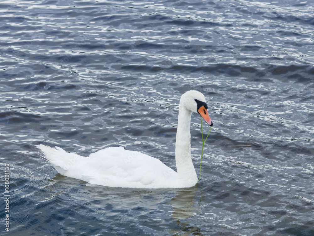 Fototapeta premium mute swan swim in river, selective focus