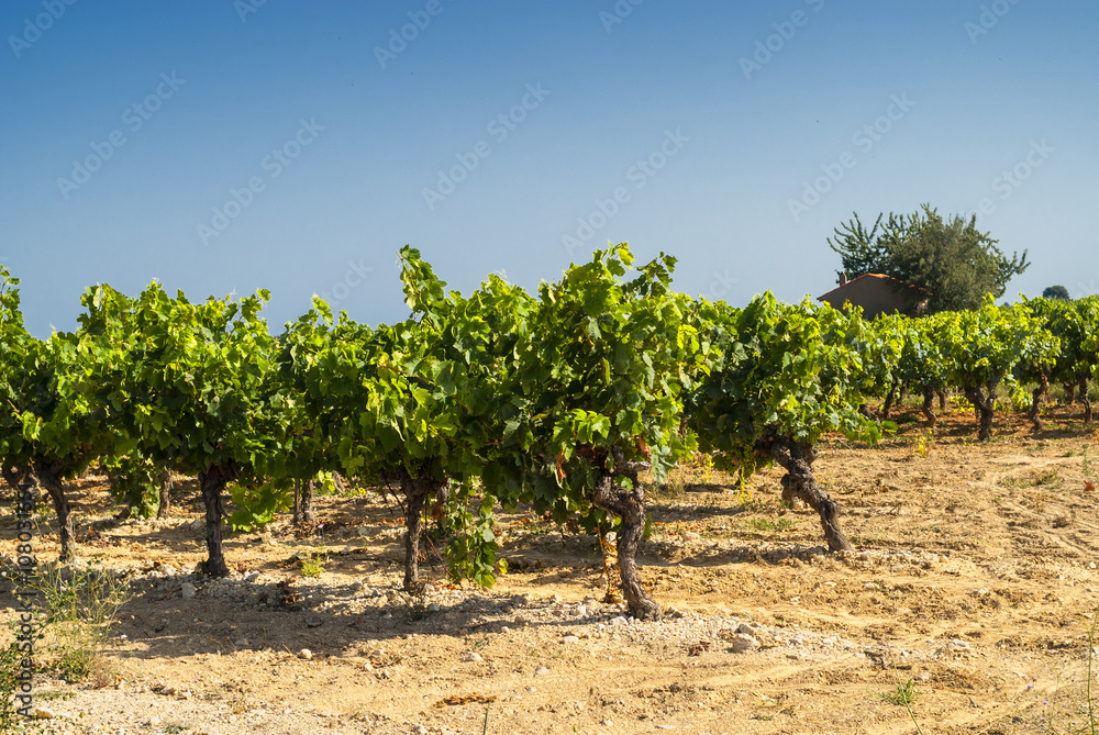 Vineyard in Languedoc-Roussillon (France)