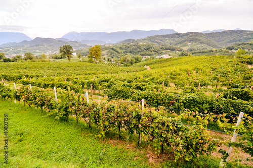 Vineyard Ready to Produce Wine photo