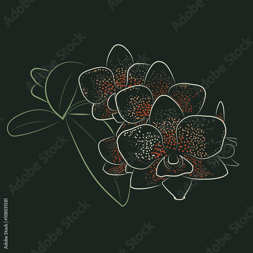 vector illustration of orchid flowers with colored stroke