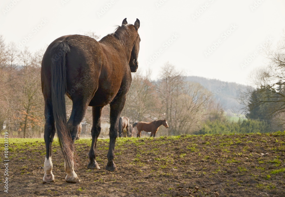 Fototapeta premium appaloosa horse in the meadow