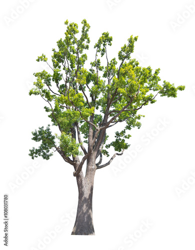 old largegreen  isolated oak tree