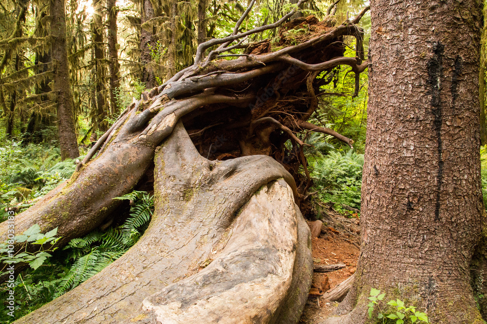 Hoh Rainforest in Olympic National Park, Washington State, USA Hoh Rainforest in Olympic National Park, Washington State, USA