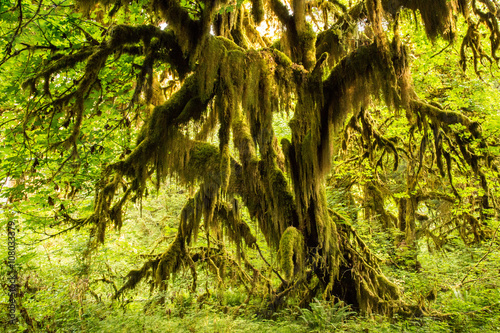 Olympic National Park Hoh Rainforest The Epic Hall Of Mosses