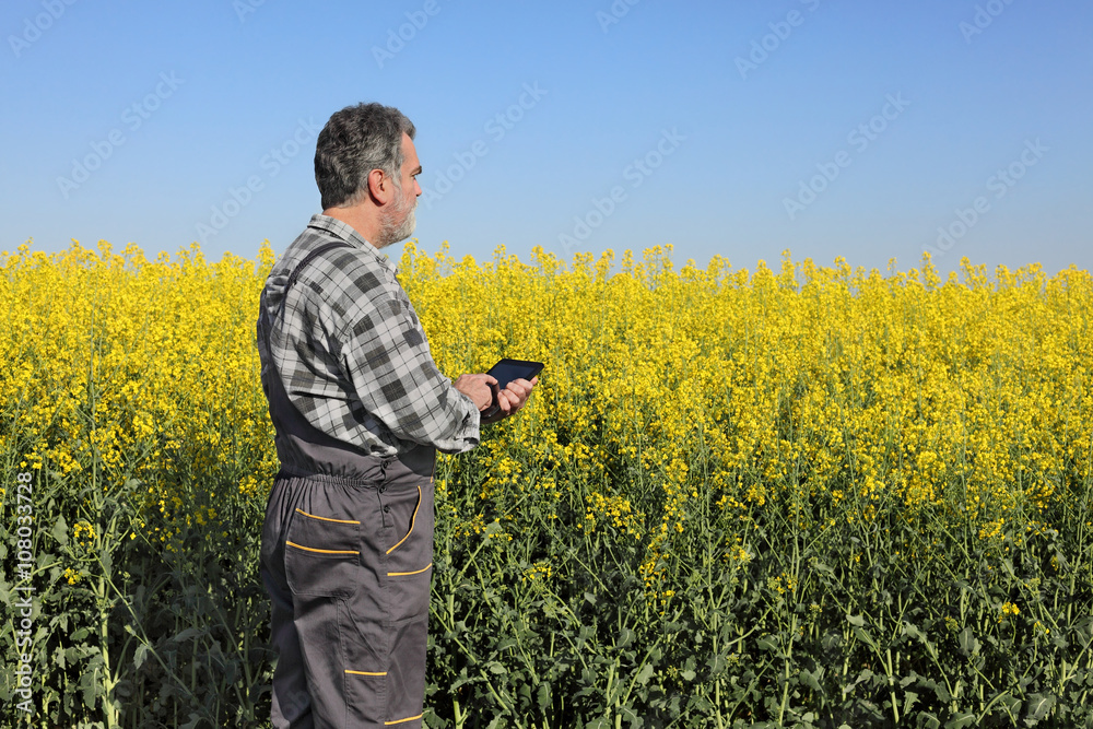 Canola, farmer examine blossoming rapeseed field, using tablet