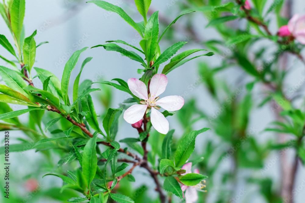 Obraz premium barberry flower