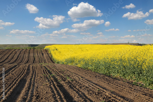 Blooming canola field in spring and plow land