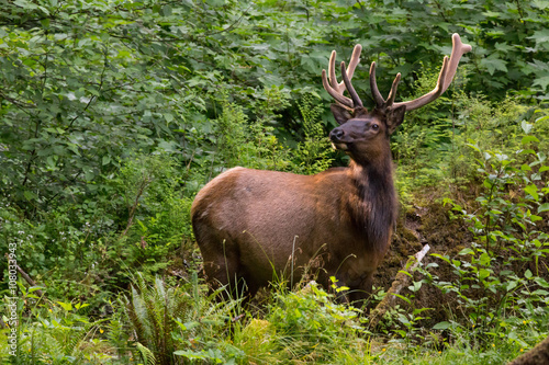 Roosevelt Elk olympic national park hoh rainforest
