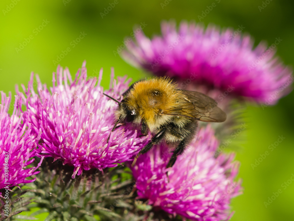 bee on scotch thistle flower macro, selective focus bee on scotch thistle flower macro, selective focus