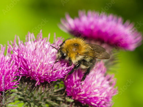 bee on scotch thistle flower macro, selective focus © argenlant
