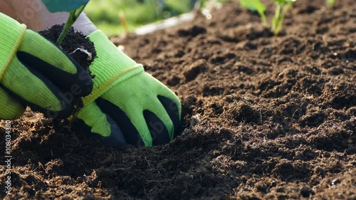 Planting young vegetable plant in raised garden bed, new life, UHD