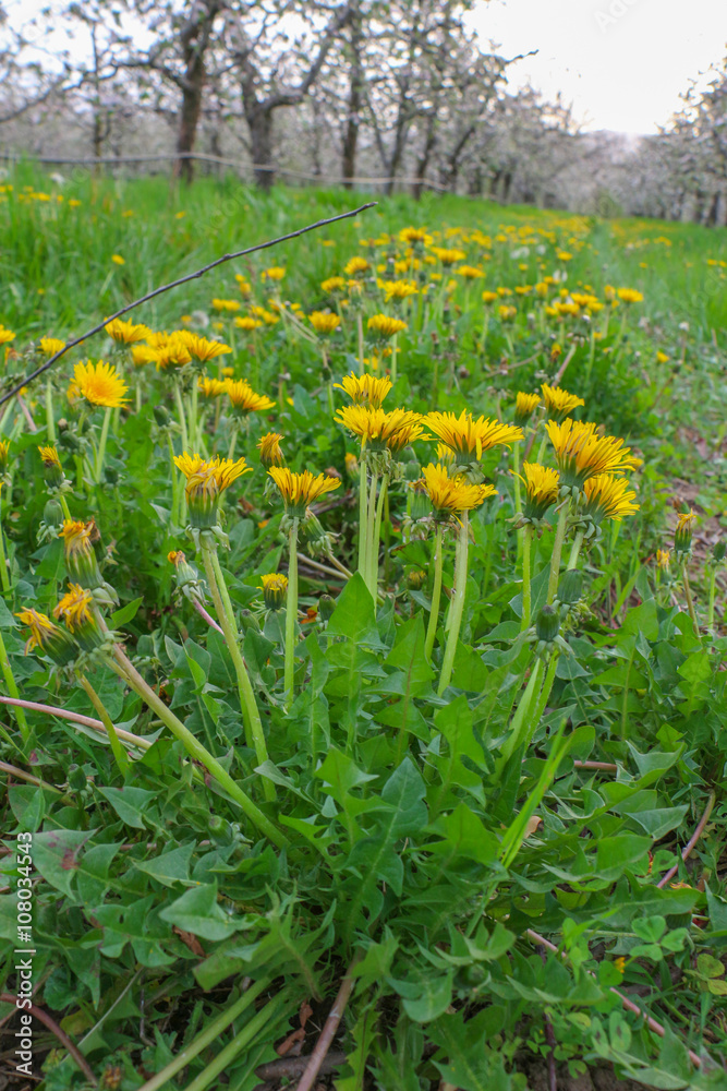 Obraz premium dandelions