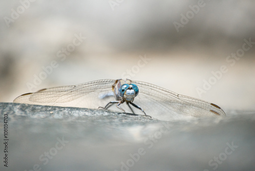 Blue dragonly © Manuel M. Almeida