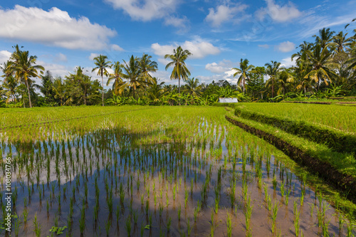 Daytime scenery of the rice fields in Ubud, Bali, Indonesia.