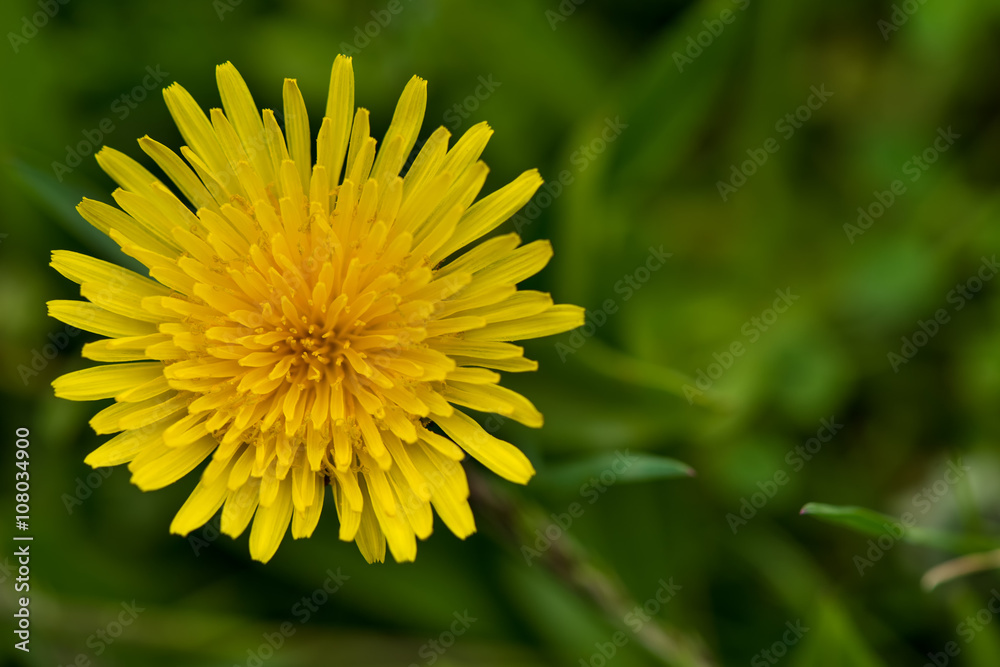 Spring yellow dandelion flower in natural light Spring yellow dandelion flower in natural light