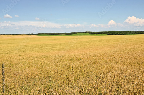 Wheat field in summer