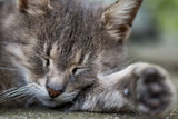 Close head shot of grey sleeping cat