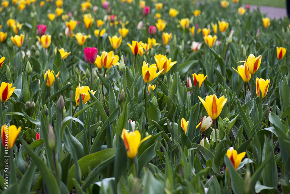 Obraz premium Wild tulip field