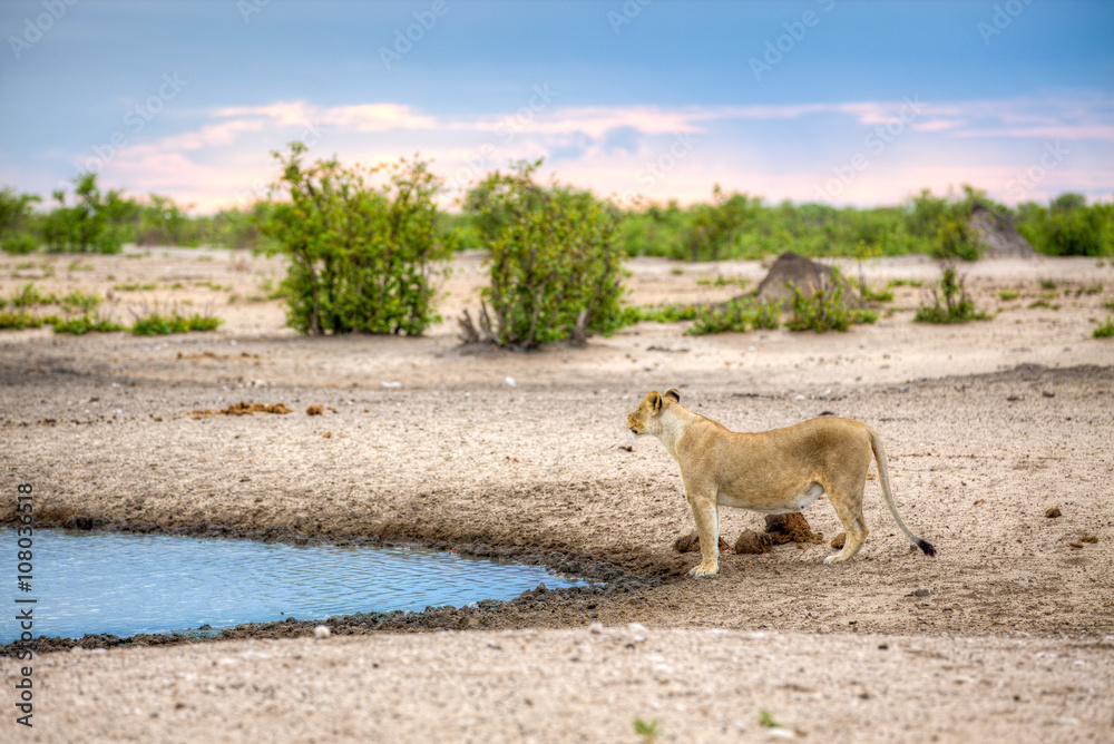 Lioness at dam