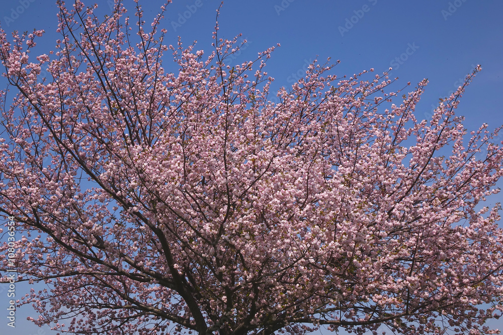 桜の木と青空_27
