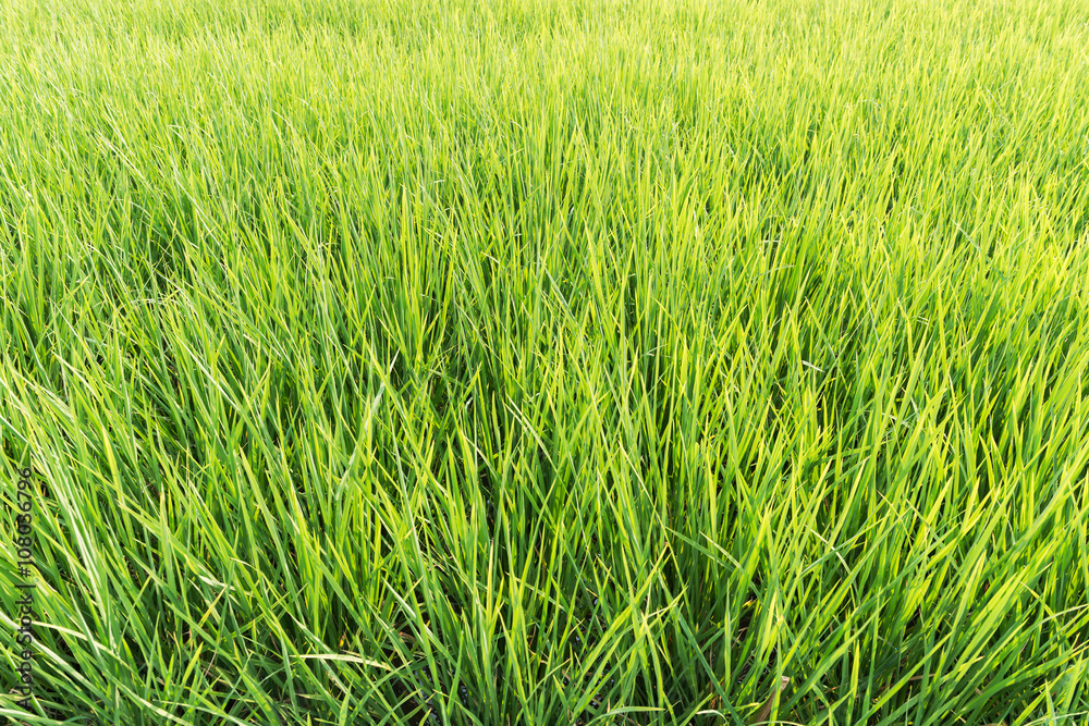 Obraz premium paddy field of rice