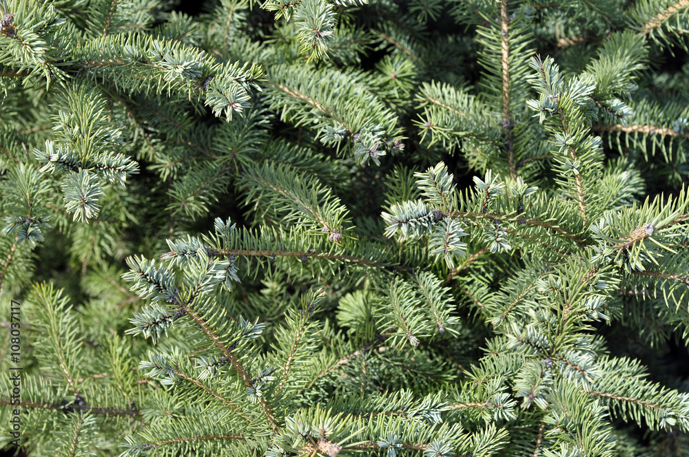 Spruce branches on a green background.The blue spruce, green spr