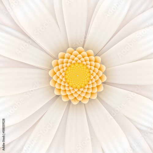 White gerbera flower  square illustration