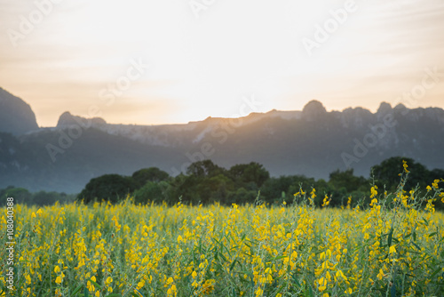 Sunhemp Crotalaria juncea flower field and mountain
