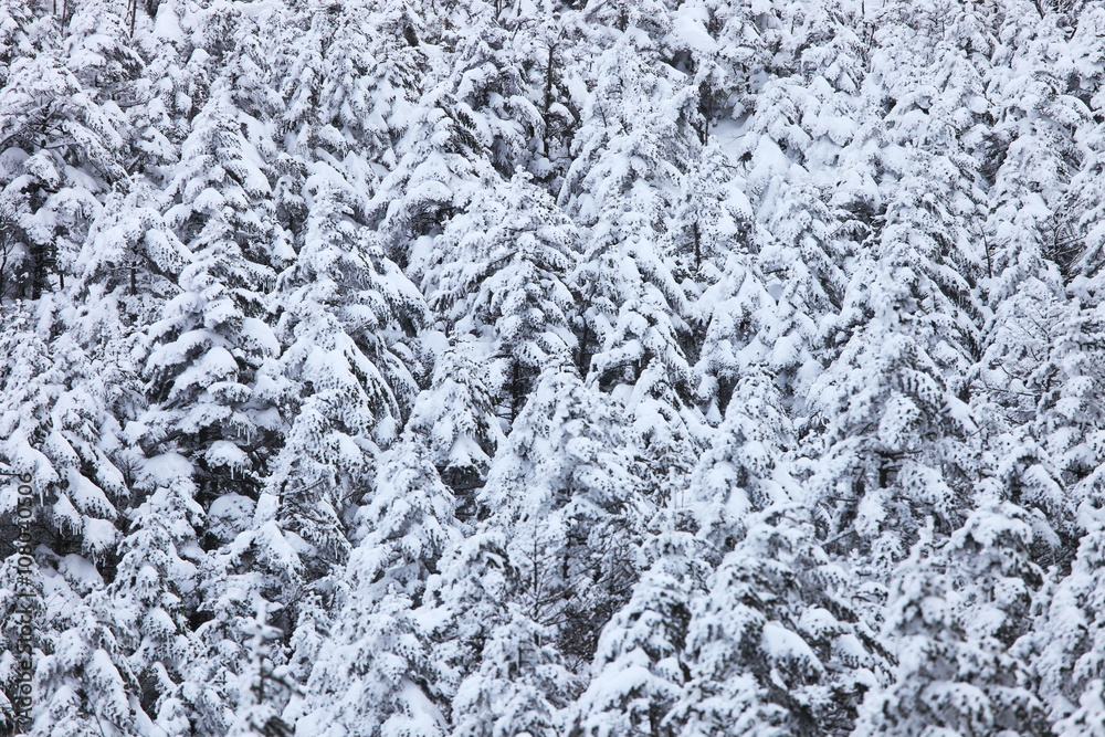 Fototapeta premium 雪山の森（北八ヶ岳）