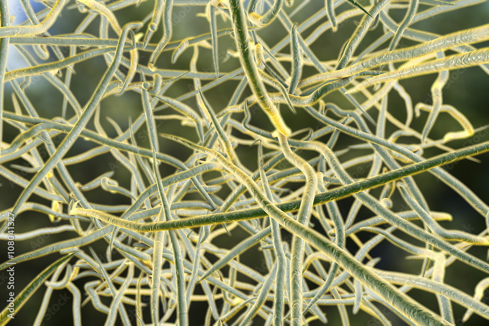 Nocardia bacteria, 3D illustration, closeup view. Nocardia are