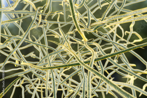Nocardia bacteria, 3D illustration, close-up view. Nocardia are filamentous gram-positive bacteria which cause pulmonary infection nocardiosis and tropical infection of skin and bones called mycetoma photo